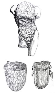Desky z páté knihy De Humani Corporis Fabrica od Andreas Vesalius