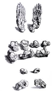 Desky z první knihy De Humani Corporis Fabrica od Andreas Vesalius