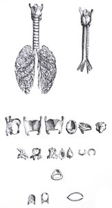 Desky z první knihy De Humani Corporis Fabrica od Andreas Vesalius