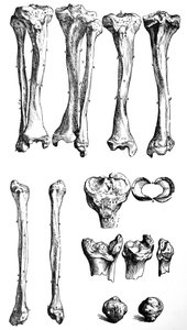 Desky z první knihy De Humani Corporis Fabrica od Andreas Vesalius