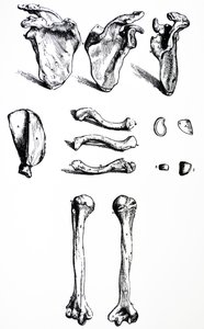 Desky z první knihy De Humani Corporis Fabrica od Andreas Vesalius