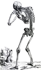 Desky z první knihy De Humani Corporis Fabrica od Andreas Vesalius