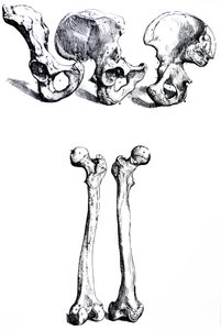 Desky z první knihy De Humani Corporis Fabrica od Andreas Vesalius