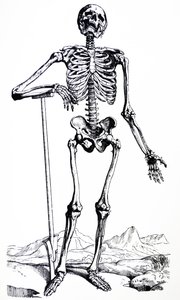 Desky z první knihy De Humani Corporis Fabrica od Andreas Vesalius
