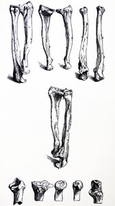 Desky z první knihy De Humani Corporis Fabrica od Andreas Vesalius