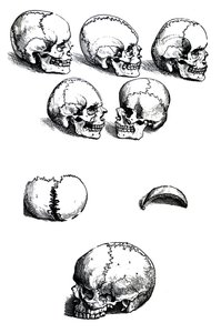Desky z první knihy De Humani Corporis Fabrica od Andrease Vesalia (1514-1564) od Andreas Vesalius