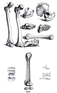 Desky z první knihy De Humani Corporis Fabrica od Andrease Vesalia, (1514-1564) od Andreas Vesalius