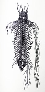 Desky ze čtvrté knihy De Humani Corporis Fabrica od Andreas Vesalius
