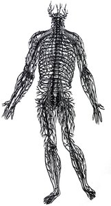 Desky ze čtvrté knihy De Humani Corporis Fabrica od Andreas Vesalius