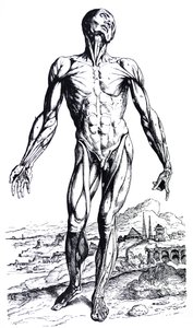Desky z druhé knihy De Humani Corporis Fabrica od Andreas Vesalius