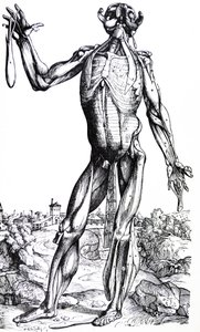 Desky z druhé knihy De Humani Corporis Fabrica od Andreas Vesalius