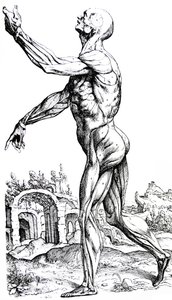 Desky z druhé knihy De Humani Corporis Fabrica od Andreas Vesalius