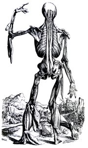 Desky z druhé knihy De Humani Corporis Fabrica od Andreas Vesalius