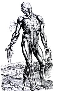 Desky z druhé knihy De Humani Corporis Fabrica od Andreas Vesalius