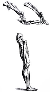 Desky z druhé knihy De Humani Corporis Fabrica od Andreas Vesalius