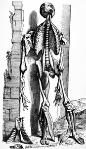 Desky z druhé knihy De Humani Corporis Fabrica od Andreas Vesalius
