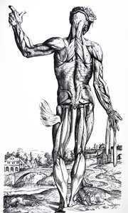 Desky z druhé knihy De Humani Corporis Fabrica od Andreas Vesalius