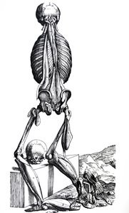 Desky z druhé knihy De Humani Corporis Fabrica od Andreas Vesalius