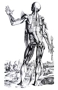 Desky z druhé knihy De Humani Corporis Fabrica od Andreas Vesalius