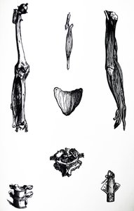 Desky z druhé knihy De Humani Corporis Fabrica od Andreas Vesalius