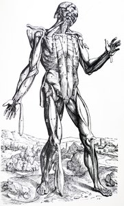Desky z druhé knihy De Humani Corporis Fabrica od Andreas Vesalius