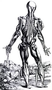 Desky z druhé knihy De Humani Corporis Fabrica od Andreas Vesalius