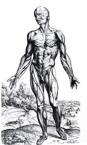 Desky z druhé knihy De Humani Corporis Fabrica od Andreas Vesalius
