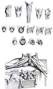 Desky z druhé knihy De Humani Corporis Fabrica od Andreas Vesalius