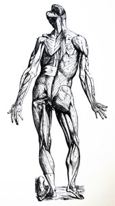 Desky ze sedmé knihy De Humani Corporis Fabrica od Andreas Vesalius