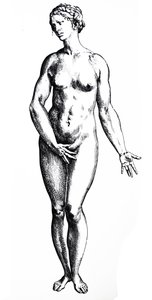 Desky ze sedmé knihy De Humani Corporis Fabrica od Andreas Vesalius