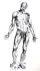 Desky ze sedmé knihy De Humani Corporis Fabrica od Andreas Vesalius