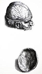 Desky ze sedmé knihy De Humani Corporis Fabrica od Andreas Vesalius