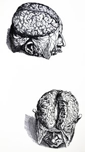 Desky ze sedmé knihy De Humani Corporis Fabrica od Andreas Vesalius