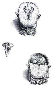Desky ze sedmé knihy De Humani Corporis Fabrica od Andreas Vesalius