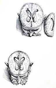Desky ze sedmé knihy De Humani Corporis Fabrica od Andreas Vesalius