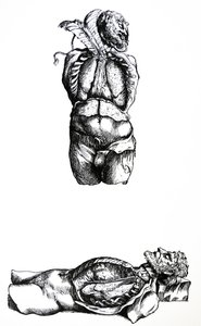 Desky ze šesté knihy De Humani Corporis Fabrica od Andreas Vesalius