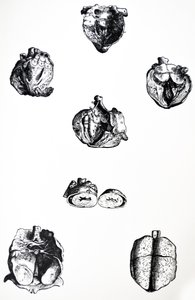 Desky ze šesté knihy De Humani Corporis Fabrica od Andreas Vesalius