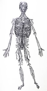 Desky z třetí knihy De Humani Corporis Fabrica od Andreas Vesalius