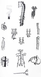 Desky z třetí knihy De Humani Corporis Fabrica od Andreas Vesalius
