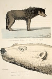 Saňový pes arktického horala a hlava bílého medvěda, ilustrace z 