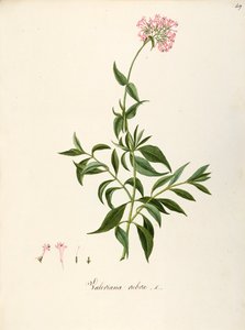 Valerianaceae, kozlík červený (Centranthus ruber), bylinná vytrvalá rostlina pro květinové záhony nebo skalnaté zahrady, spontánně v Itálii, Angela Rossi Bottione a spolupracovníci, akvarel od Angela Rossi Bottione