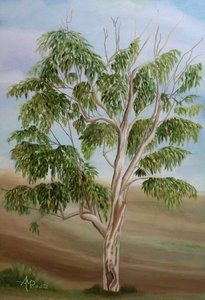 Australský eukalyptus od Angeles M. Pomata