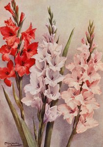 Skupina moderních gladiol (barevná litografie)