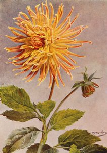 Cactus Dahlia paní H L Brousson, barva, plavá, s nádechem šarlatové karmínové (barevná litografie)
