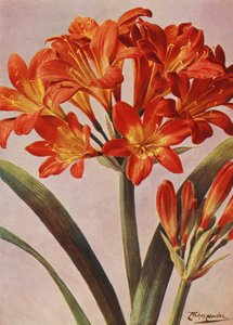 Clivia Miniata, dlouho známá jako Imantophyllum Miniatum (barevná litografie)