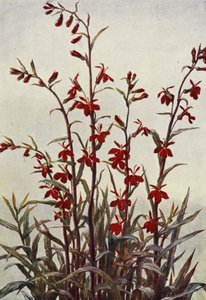 Lobelia Cardinals (barevná litografie)