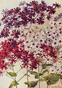 Star Cinerarias (barevná litografie)