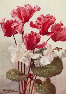 Motýl Cyclamen (barevná litografie)