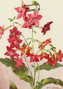 Krásná tabáková rostlina Nicotiana Sanderae (barevná litografie)