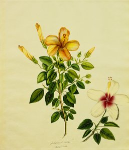 Studie Hibisci, aloe a dalších, kolem roku 1840